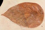 Red Fossil Leaf (unidentified species) - Montana #75806-1